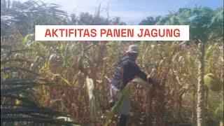 Aktifitas panen jagung