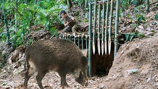 skill, trap, wild boar, efficiency, survival in cold winter, survival alone