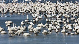 Snow geese migration is an extraordinary sight to see | Travel Smart