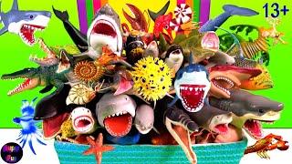 NEW Sea Animals - Sharks, Whales, Fish, Shellfish, Cephalopods, Crustaceans, Turtles, Rays 13+