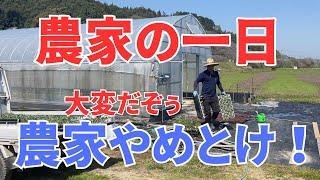 農家の日曜日やのに日曜日感なし