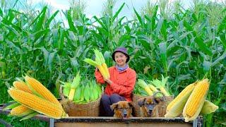 Harvesting AMERICAN BAMBOO Goes To Market Sell - Prepare Delicious Dishes From Corn  | Tieu Lien