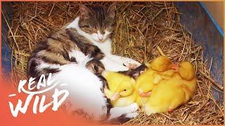 The Cat Who Adopts Baby Ducklings | Animal Odd Couples | Real Wild