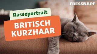 Alles zur Britisch Kurzhaar Katze I Rasseportrait I FRESSNAPF