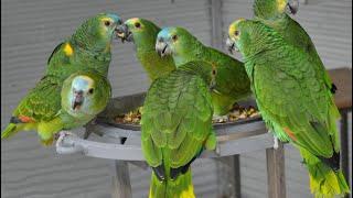 COMO CUIDAR UN LORO/AMAZON PARROTS  -PETS melissa &family