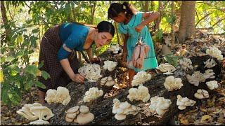 Mother and daughter pick mushroom in rainforest- Grilled squid spicy with mushroom tasty delicious