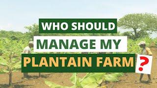 WHO SHOULD MANAGE MY FARM?/ farm manager/ plantain farming/ plantain business/  field maintenance