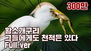 [특집] 황소개구리 그들에게도 천적은 있다 Full.ver