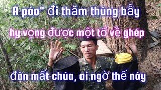 A páo" tham thùng bẫy ong mật, hy vọng được một tổ về ghép đàn mất chúa, nào ngờ được hai đàn khủng.