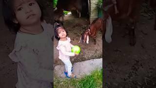 sharvi or cheema ka play time #cutebaby #animallover #sharvi #shorts