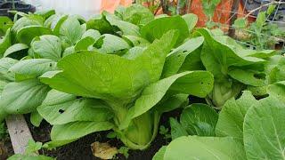 Small raised bed but abundant harvest of bok choy growing from seed