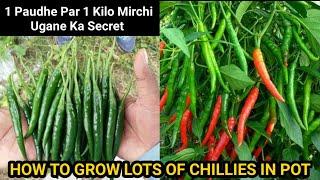 How To Grow Chillies At Home | 1kg Chillies Per Plant New Secret Trick | Seed To Harvest Updates
