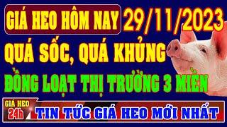 Giá heo hơi ngày 29/11/2023 - QUÁ SỐC, QUÁ KHỦNG ĐỒNG LOẠT THỊ TRƯỜNG 3 MIỀN