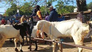 1.900‼️HARGA TURUN KAMBING JANTAN JUMBO | Pasar Kambing Kerek