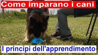 Come imparano i cani #1. I princìpi dell'apprendimento