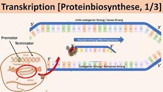 Transkription [Proteinbiosynthese, 1/3] - [Biologie, Genetik, Oberstufe]