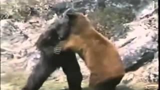 Горилла против Медведя Gorilla vs Bear
