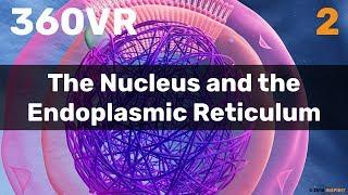 Chapter 2: The Nucleus and the Endoplasmic Reticulum