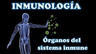 INMUNOLOGÍA 3. Órganos del sistema inmune