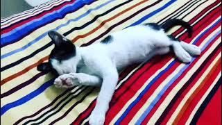 Cat| He loves to play with me