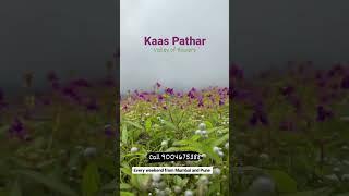 Kaas Pathar :- Valley of Flowers at Satara, Maharashtra. Join us from Mumbai and Pune every weekend