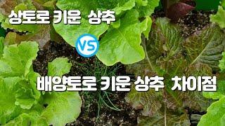 상토로 상추를 키우면 안되는 이유?