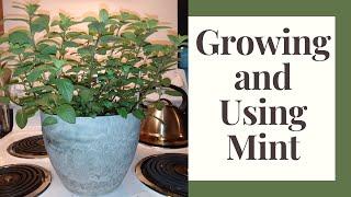Growing and Using Mint