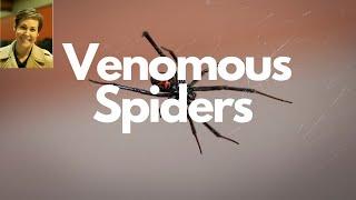 Venomous Spiders *WEBinar Series* with Molly Keck!