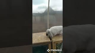 Красавчик из хозяйства.