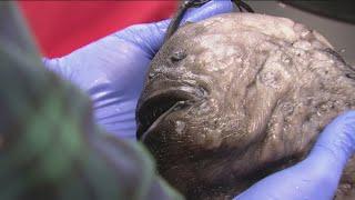 Rare deep sea fish washes ashore in Carlsbad