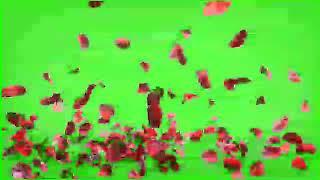 "Falling Rose Petals in Slow Motion | Mesmerizing Aesthetic Visuals | VMC Creation Network"