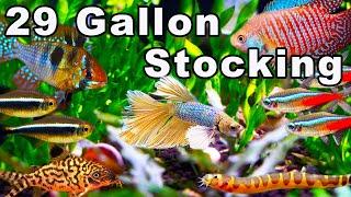 29 Gallon Community Aquarium Stocking Ideas: Fish You Can Keep Together!