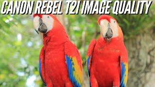 Canon Rebel T2i  Sample Photography - Image Quality