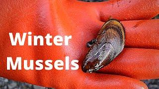 Coastal Foraging for Mussels in Winter (ICY Water Shellfish)