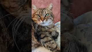 Не переживайте! #cat #cats #catlove #catlovers #funny #funnyvideo #котики #кошка #приколы #юмор