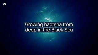 Ecophysiology of bacteria from the deep sulfidic waters of the Black Sea