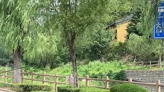Catching Cicadas in China