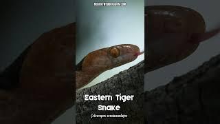  Eastern Tiger Snake (Telescopus semiannulatus) 