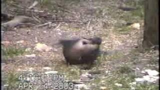 Rat attacking birds
