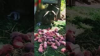 Big bunny rabbit giving birth 300th baby  amazing rabbits videos#rabbit #shortsfeed #viralshort