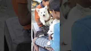 Village Boy . Love For Dogs . Unconditional Love . #viral