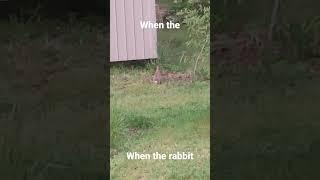 when the rabbit #meme #idk #rabbit #rabbits