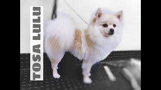 Tosa com Tesoura Lulu da Pomerânia - bhtosa.com