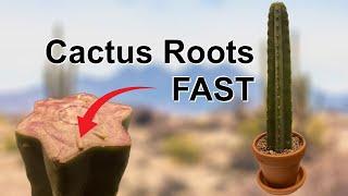 How To Root Cactus Cuttings FAST!