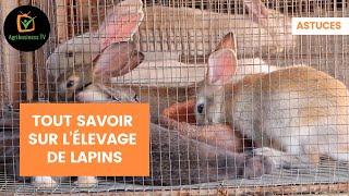 Astuces : Tout savoir sur l’élevage de lapins