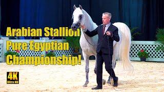 Scottsdale Arabian Horse Show Egyptian Sr Stallion Championship