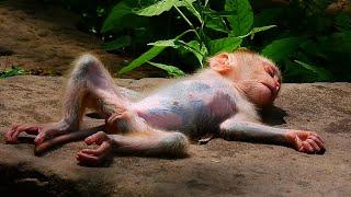 Primate monkey.../Please loves cute baby monkey.../Beautiful life baby.../Nice clip.../Netflix 168