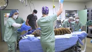 Endangered Siberian Tiger Undergoes Total Hip Replacement Surgery