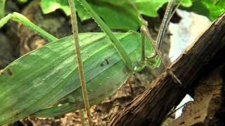 Giant Katydid - Cincinnati Zoo