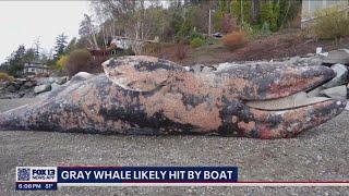 Necropsy: Gray whale washed up on Fox Island likely died from vessel hit | FOX 13 Seattle